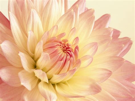 Pale Pink And Yellow Dahlia Wallpaper High Definition