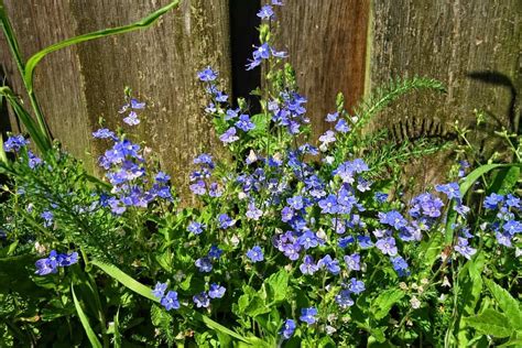 40 Types Of Blue Flowers With Pictures Flower Glossary