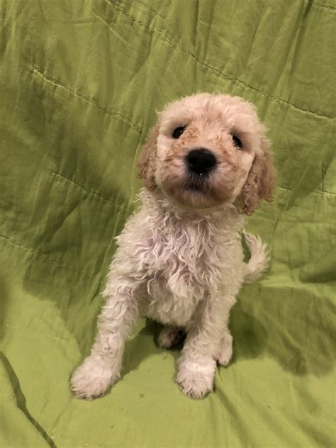 Search for a puppy or dog. Standard Poodle Puppies For Sale | Casper, WY #307540