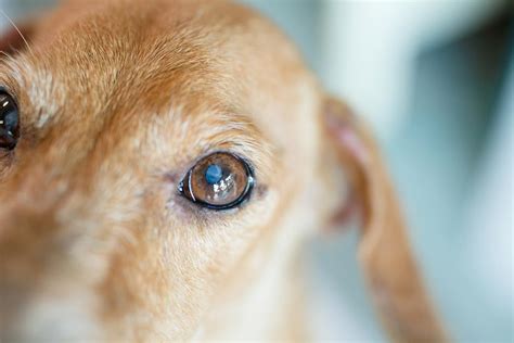 How To Care For A Blind Dog