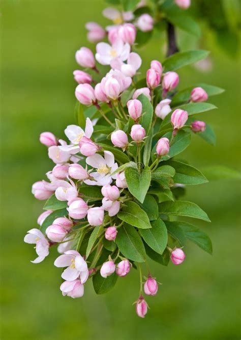 Crabapple Tree Blossoms Stock Photo Image Of White 248408280