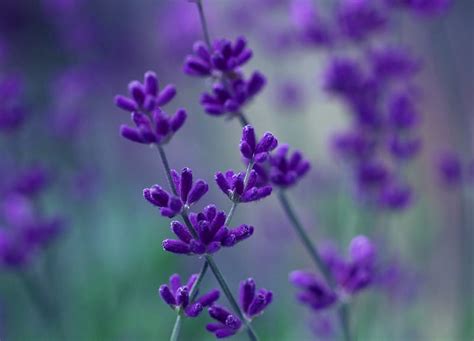 Lavender Purple Macro Flower Flowers Nature Blurring Violet Hd