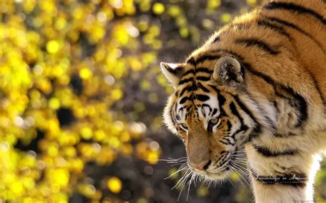 57 Beautiful Tiger Desktop Wallpaper