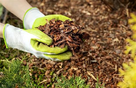 Professional Mulching Services By Ec Landscaping Enhance Your