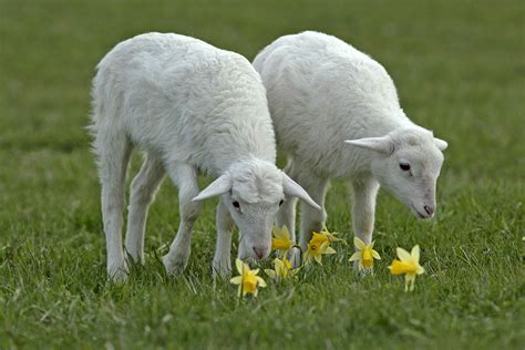 8 Sheep That Dont Require Shearing Modern Farmer