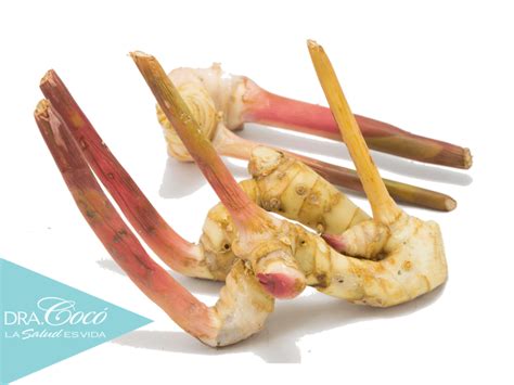 We are a sharing community. galangal archivos | Coco March