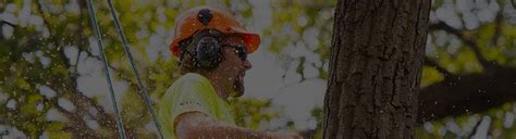 Why not try one that has been in the tree services industry for over 45 years and always. Is Hiring Tree Removal Company cost effective and ...