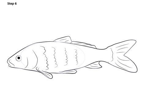 102 Hình Vẽ Cá Chép Cách Vẽ Cá Chép Đơn Giản Mà Đẹp