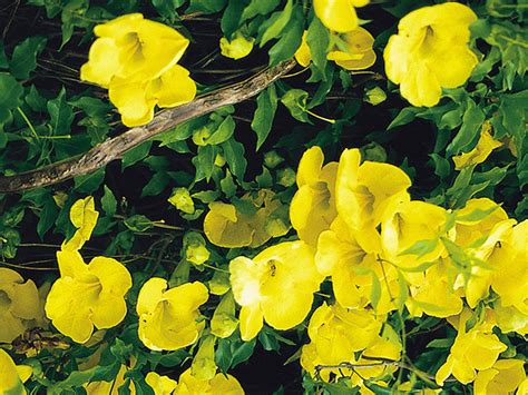 Cancer cachexia can get even worse if your cat has a loss of appetite because of the cancer and/or cancer treatment. Breast cancer healing potential found in cat's claw ...