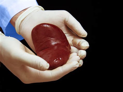 How Long Can Organs Stay Outside The Body Before Being Transplanted Live Science