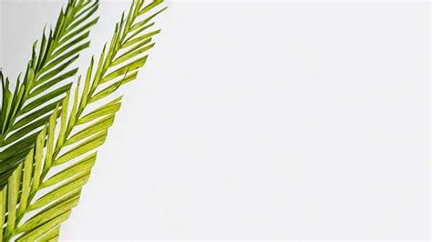 50 Surprising Palm Sunday Backgrounds Quotesprojectcom