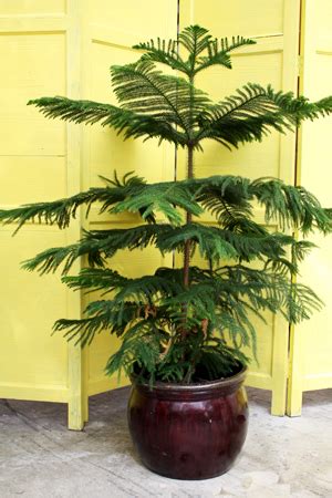 R/houseplants is surprisingly all about houseplants. Houseplant for the holidays: Norfolk Island pine ...