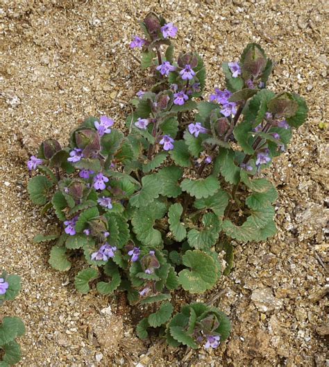 Jun 23, 2021 · leaves are oval and pointed. Ground ivy | Identify that Plant
