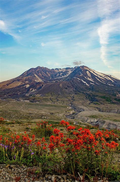 Wildflowers At Mt St Helens Photograph By Tim Batog Fine Art America