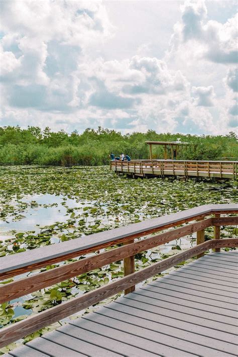 10 Best Things To Do In The Everglades Florida Artofit