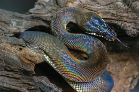 White Lipped Python 101 Care Diet Habitat Setup And More