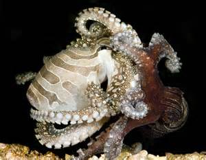 octopuses reveal their genetic and sex life secrets › news in science abc science