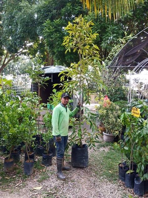 Pada sekitar bulan ogos 2017, dilaporkan harga runcit buah durian duri hitam mencecah rm120 sekilo. Berita TV Malaysia: Durian duri hitam tinggi 12 kaki ...