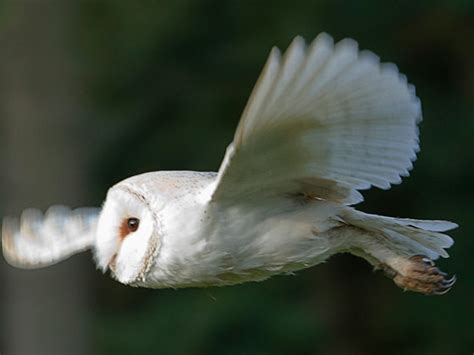 Owls’ Wings Could Hold The Key To Beating Wind Turbine Noise Iop Publishing