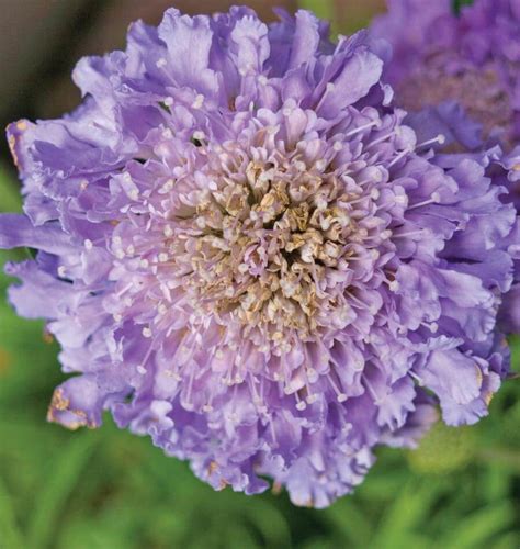 Scabiosa Imperial Mix Seeds For Organic Growing West Coast Seeds