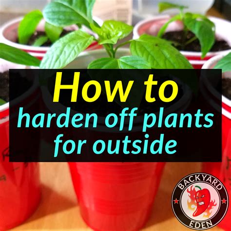 How To Harden Off Plants For Outside Backyard Eden