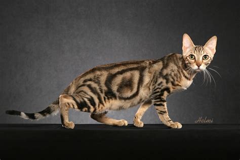 Breed Comparisons Sokoke World Cat Congress