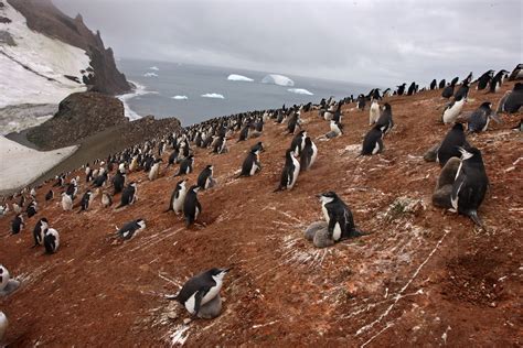 Chinstrap Penguins Nat Geo Photo Of The Day