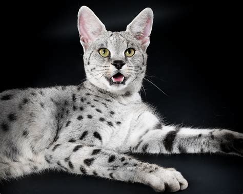 The savannah are a cross breed of the wild serval cat of africa and a domestic cat. Savannah Cat - Size,Diet,Temperament,Price.