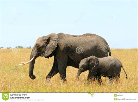 African Elephants Mother And Baby Royalty Free Stock