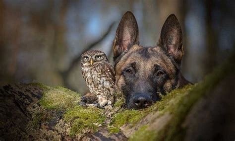 Las Increíbles Amistades Entre Animales De Diferentes Especies