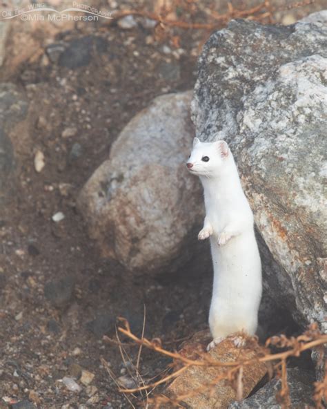 Long Tailed Weasel Standing Up On The Wing Photography