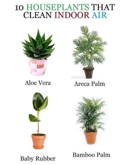 Houseplants that clean the air. " 10 House Plants That Clean Indoor Air"💯 - Musely