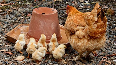 Cdc Growing Number Of Salmonella Outbreaks Linked To Backyard Chickens Ducks Chicago News Wttw