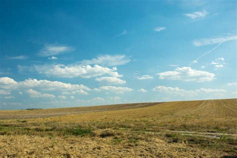 A Field Of Mowed Corn Trees On The Horizon And Clouds On A Blue Sky