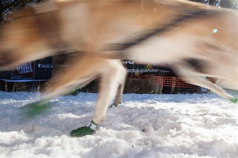 The Veterinarians Who Follow One Of The Longest Dog Sled Races In The U
