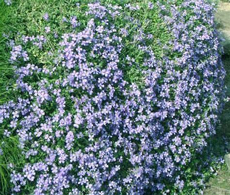 Rock Cress Flowers Seed Aubrieta Pale Blue Ground Cover