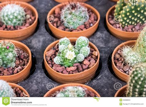 How have they been able to put in places known to be a death sentence for most plants? Small Different Types Of Cactus Plants. Stock Photo ...
