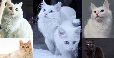 Turkish Angora Cat Breed Personality Behavior Facts And