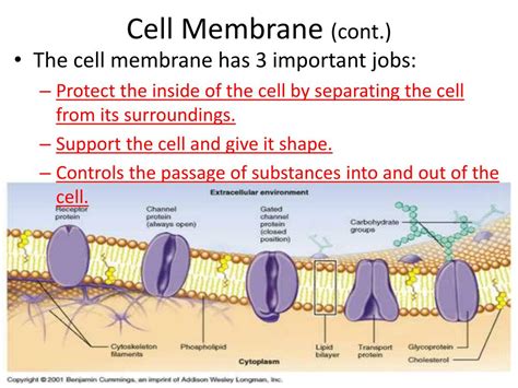 Ppt Chapter 4 Section 2 Cell Structure And Function Powerpoint