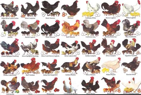 Know Your Fancy Chicken Breeds Chickens Pinterest 닭 기르기 및 닭장