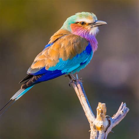 The Lilac Breasted Roller Is A Technicolor Dream Of A Bird