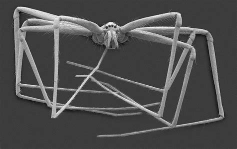 Cellar Spider Physocyclus Mexicanus Photograph By Dennis Kunkel Microscopyscience Photo