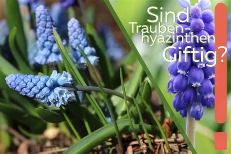 ˈxɪftəx 1) als iets gif bevat voorbeeld: Sind Traubenhyazinthen giftig? Wichtige Infos für Kinder ...