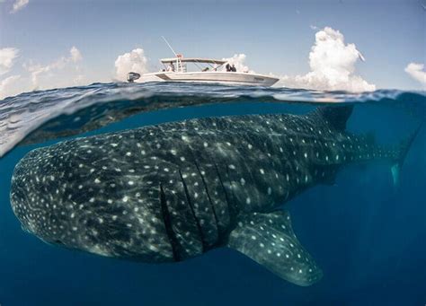 Swim With The Whale Sharks Cancun SoloBuceo Com
