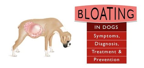 Bloat Or Gdv Gastric Dilatation And Volvulus Urban Animal