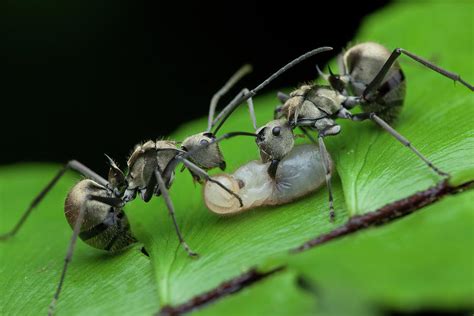 Ants Carrying Larvae Photograph By Melvyn Yeo Pixels