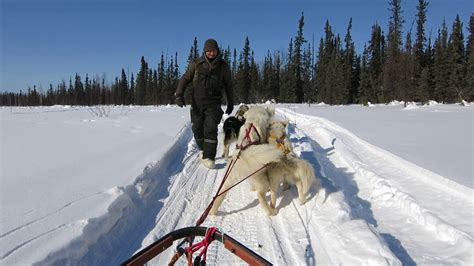 Dog Sledding In Fairbanks Alaska Youtube