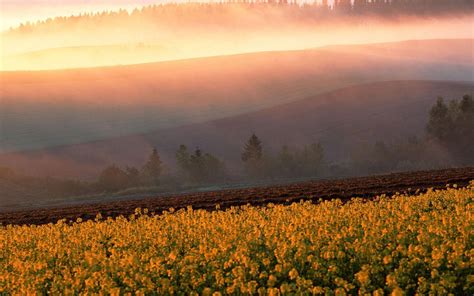 Hd Flowers Fields Hills Fog Sunrise Sunset Trees Free Desktop
