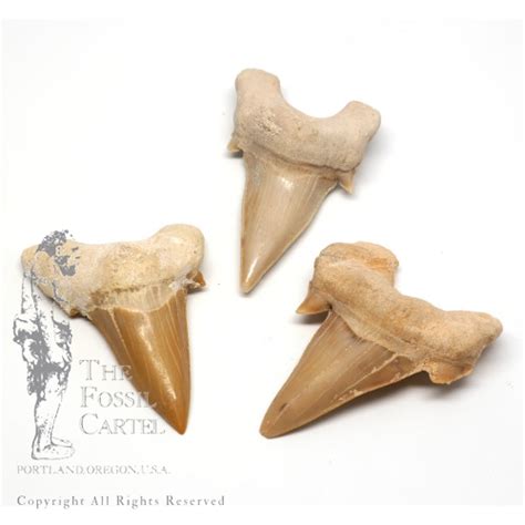 Lamna Fossil Shark Teeth The Fossil Cartel