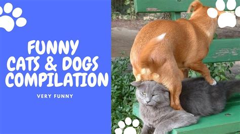 Try Not To Laugh Challenge Funny Cat And Dog Vines